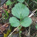 Geum urbanum L.Geum urbanum L.