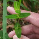 Hypericum pulchrum L.Hypericum pulchrum L.