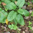 Scrophularia auriculata L.Scrophularia auriculata L.