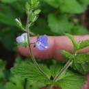 Veronica chamaedrys L.Veronica chamaedrys L.