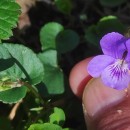 Viola riviniana Reichenb.Viola riviniana Reichenb.