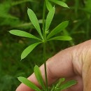 Galium aparine L.Galium aparine L.