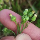 Erigeron sumatrensis Retz.Erigeron sumatrensis Retz.
