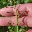 Capsella bursa-pastoris (L.) Medik.Capsella bursa-pastoris (L.) Medik.