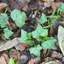 Hedera hibernica (G. Kirchn.) Bean‹Hedera hibernica (G. Kirchn.) Bean‹