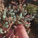 Sedum brevifolium DC.Sedum brevifolium DC.