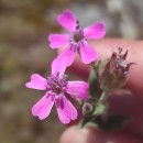 Silene acutifolia Link ex Rohrb.Silene acutifolia Link ex Rohrb.