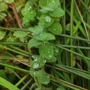 Hypericum elodes L.Hypericum elodes L.