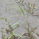 Panicum dichotomiflorum Michx.Panicum dichotomiflorum Michx.