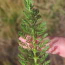 Achillea millefolium L.Achillea millefolium L.