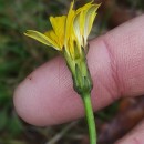 Hypochaeris radicata L.Hypochaeris radicata L.