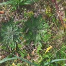 Plantago coronopus L.Plantago coronopus L.
