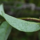 Lonicera periclymenum L. subsp. periclymenumLonicera periclymenum L. subsp. periclymenum