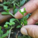 Myosotis secunda A. MurrayMyosotis secunda A. Murray