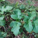 Heracleum sphondylium L. subsp. sphondyliumHeracleum sphondylium L. subsp. sphondylium