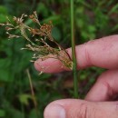 Juncus effusus L.Juncus effusus L.