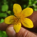Caltha palustris L.Caltha palustris L.