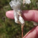 Eriophorum angustifolium Honck.Eriophorum angustifolium Honck.