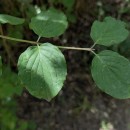 Cornus sanguinea  L.Cornus sanguinea  L.