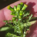 Senecio vulgaris L.Senecio vulgaris L.