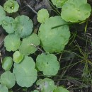 Hydrocotyle vulgaris L.Hydrocotyle vulgaris L.