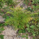 Pteridium aquilinum (L.) KuhnPteridium aquilinum (L.) Kuhn