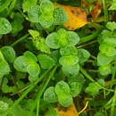 Chrysosplenium oppositifolium L.Chrysosplenium oppositifolium L.