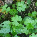 Geranium lucidum L.Geranium lucidum L.