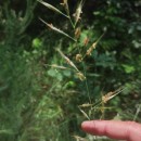 Helictochloa marginata (Lowe) Romero ZarcoHelictochloa marginata (Lowe) Romero Zarco