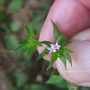 Sherardia arvensis L.Sherardia arvensis L.