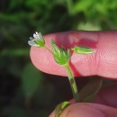 Cerastium fontanum Baumg. subsp. vulgare (Hartm.) Greuter & BurdetCerastium fontanum Baumg. subsp. vulgare (Hartm.) Greuter & Burdet
