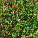 Trifolium subterraneum L. subsp. subterraneumTrifolium subterraneum L. subsp. subterraneum
