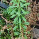 Galium aparine L.Galium aparine L.