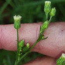 Erigeron sumatrensis Retz.Erigeron sumatrensis Retz.