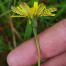 Leontodon saxatilis Lam.Leontodon saxatilis Lam.