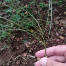 Digitaria sanguinalis (L.) Scop.Digitaria sanguinalis (L.) Scop.