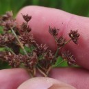 Juncus acutiflorus Ehrh. ex Hoffm.Juncus acutiflorus Ehrh. ex Hoffm.