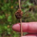 Juncus conglomeratus L.Juncus conglomeratus L.