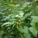 Valeriana dioica L.Valeriana dioica L.