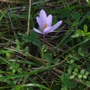 Crocus nudiflorus Sm.Crocus nudiflorus Sm.