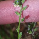 Myosotis discolor Pers. subsp. discolorMyosotis discolor Pers. subsp. discolor