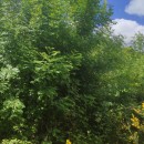 Fraxinus excelsior L.Fraxinus excelsior L.