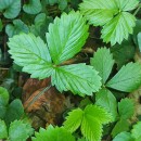 Fragaria vesca L.Fragaria vesca L.