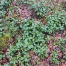 Vinca major L.Vinca major L.