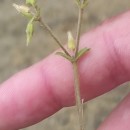 Cerastium glomeratum Thuill.Cerastium glomeratum Thuill.