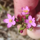 Centaurium erythraea  RafnCentaurium erythraea  Rafn