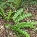 Asplenium scolopendrium L.Asplenium scolopendrium L.