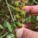 Myrica gale L.Myrica gale L.