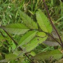 Bidens frondosa L.Bidens frondosa L.