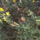 Ulex europaeus L. subsp. latebracteatus (Mariz) Rothm.Ulex europaeus L. subsp. latebracteatus (Mariz) Rothm.